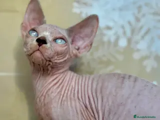 Sphynx gatos Preciosos bebés Sphynx - Anuncio 9
