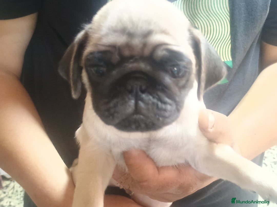 Carlino - Pug perros en venta: CACHORROS DE CARLINO - Imagen 2