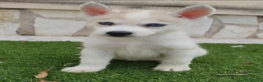 Husky Siberiano 5