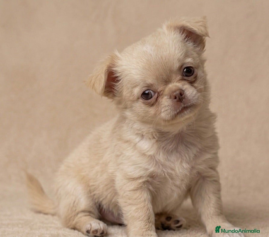 Chihuahua perros ESPECTACULAR CHIHUAHUA THAILANDES PLATINUM - Anuncio 28