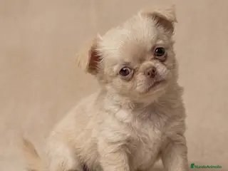 Chihuahua perros ESPECTACULAR CHIHUAHUA THAILANDES PLATINUM - Anuncio 28