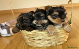 Yorkshire Terrier perros en venta: YORKSHIRE MADRID ////// - Anuncio 6