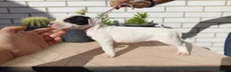 American Bully perros en venta: American Bully  - Anuncio 2