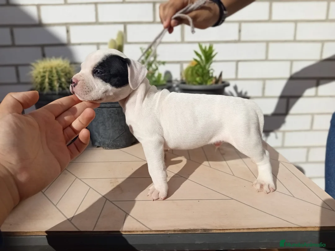American Bully perros en venta: American Bully  - Anuncio 2
