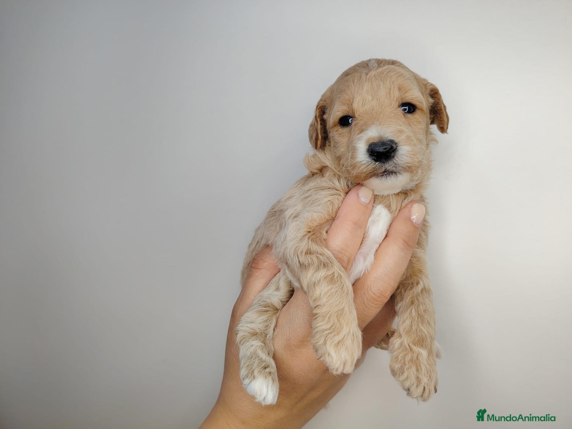 Caniche Enano perros en venta: Caniche  - Anuncio 1