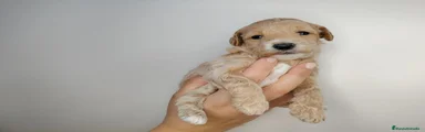 Caniche Enano 1