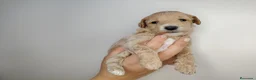 Caniche Enano perros en venta: Caniche  - Anuncio 1