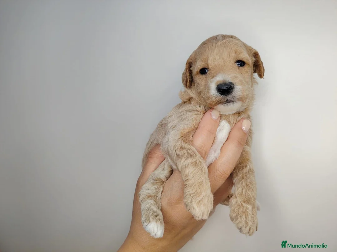 Caniche Enano perros en venta: Caniche  - Anuncio 1