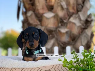 Teckel Miniatura perros TECKEL MINIATURA - Anuncio 6