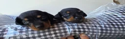 Teckel Miniatura perros en venta: Teckel  kaninchen 604370339 Benidorm  - Anuncio 4