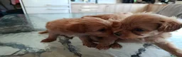 Maltipoo perros en venta: MALTIPOOS, PRECIOSA CAMADA - Anuncio 2
