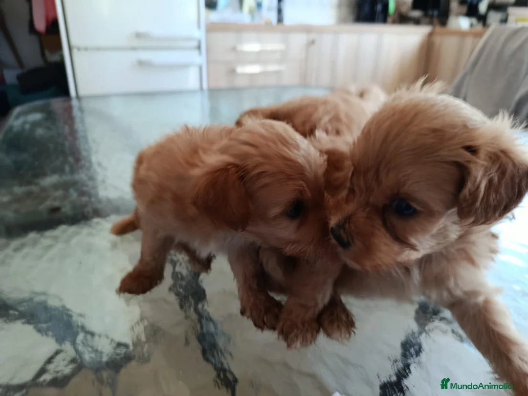 Maltipoo perros en venta: MALTIPOOS, PRECIOSA CAMADA - Anuncio 2