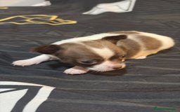 Chihuahua perros en venta: Chihuahua toy linea rusa  - Imagen 9