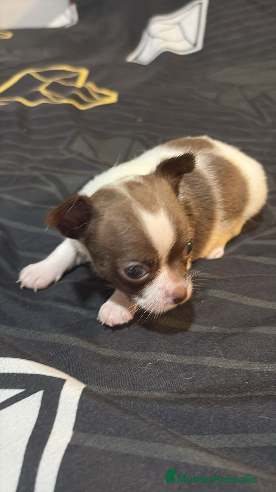 Chihuahua perros en venta: Chihuahua toy linea rusa  - Imagen 9