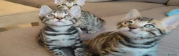 Bengalí gatos en venta: Preciosos gatitos bengali  - Anuncio 3