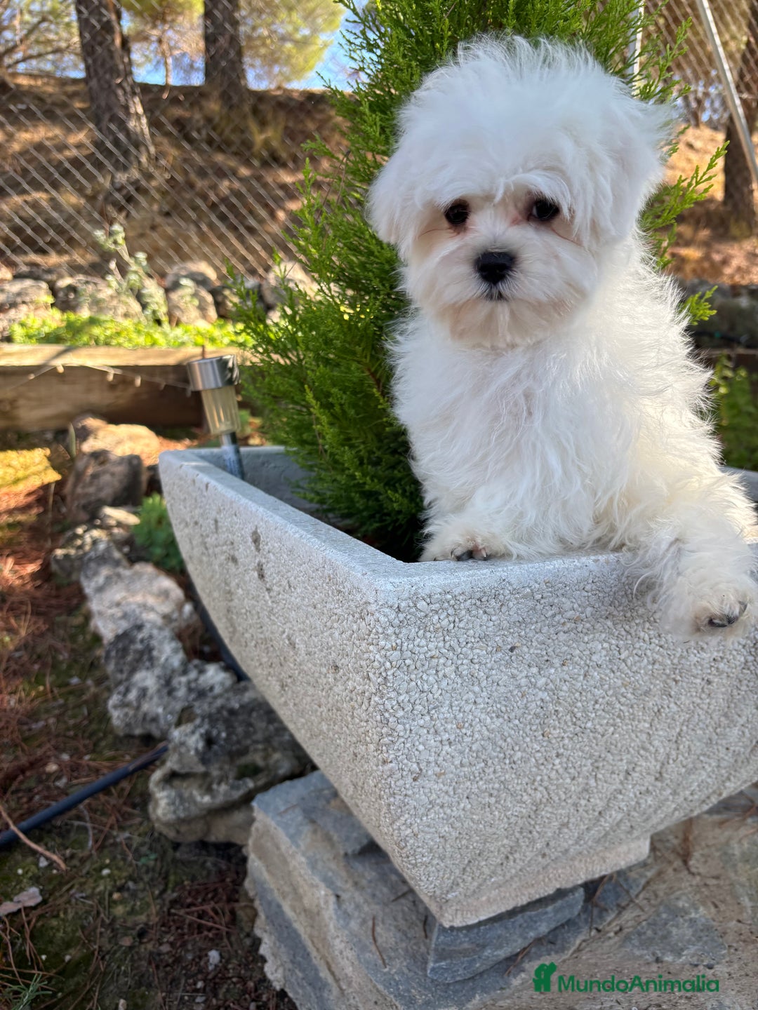 Bichón Maltés perros en venta: Bichon maltés toy garantizado!!! - Imagen 5