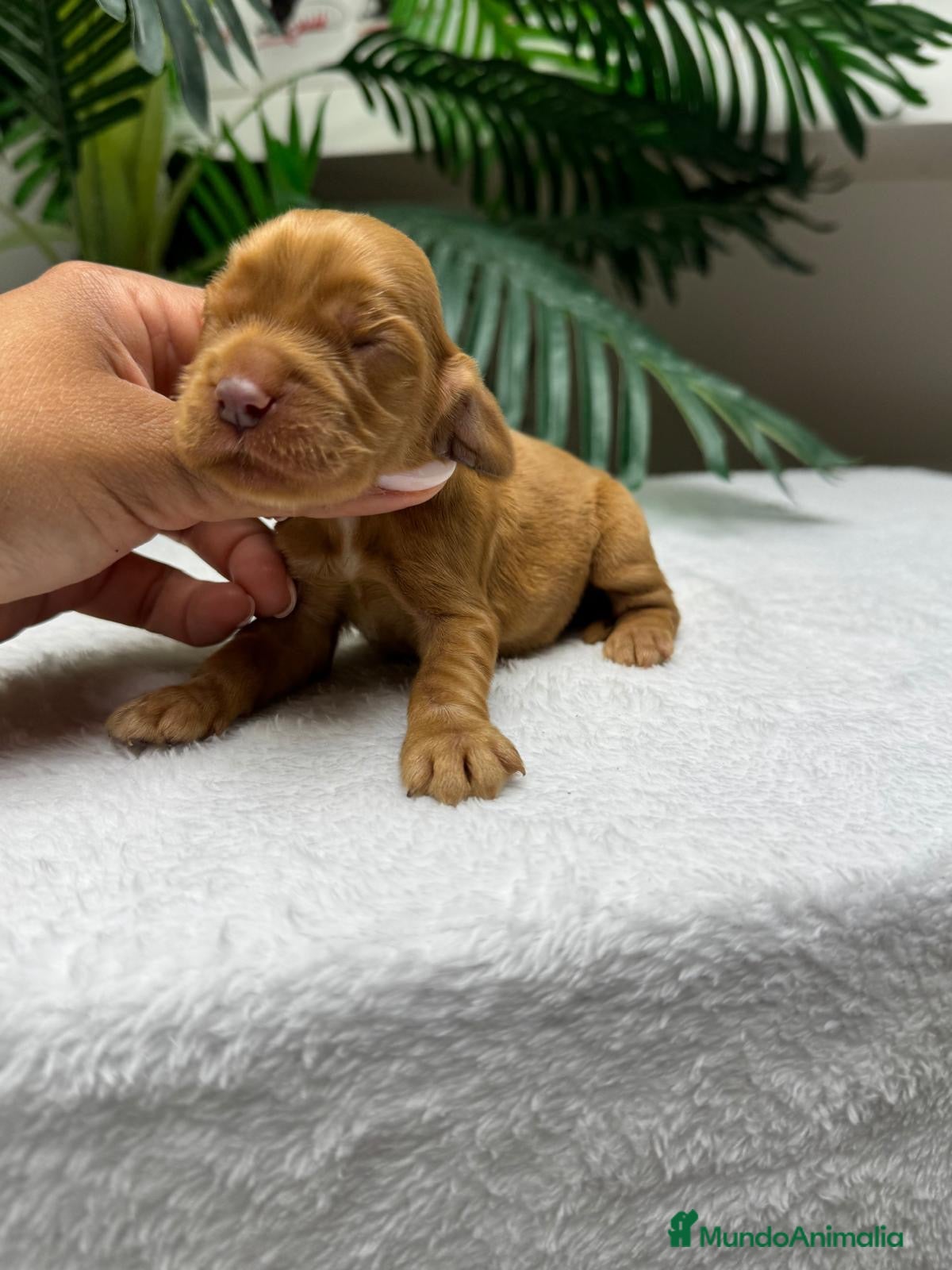 Cocker Spaniel Inglés perros 💙 COCKER SPANIEL INGLÉS 💙 - Anuncio 1