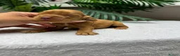 Cocker Spaniel Inglés perros en venta: 💙 COCKER SPANIEL INGLÉS 💙 - Anuncio 1