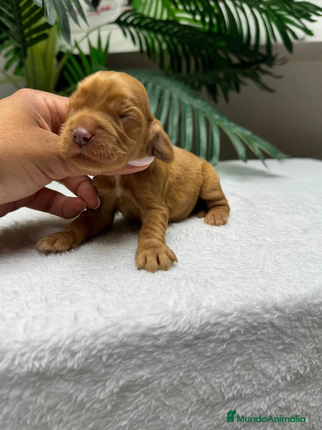 Cocker Spaniel Inglés perros en venta: 💙 COCKER SPANIEL INGLÉS 💙 - Anuncio 1