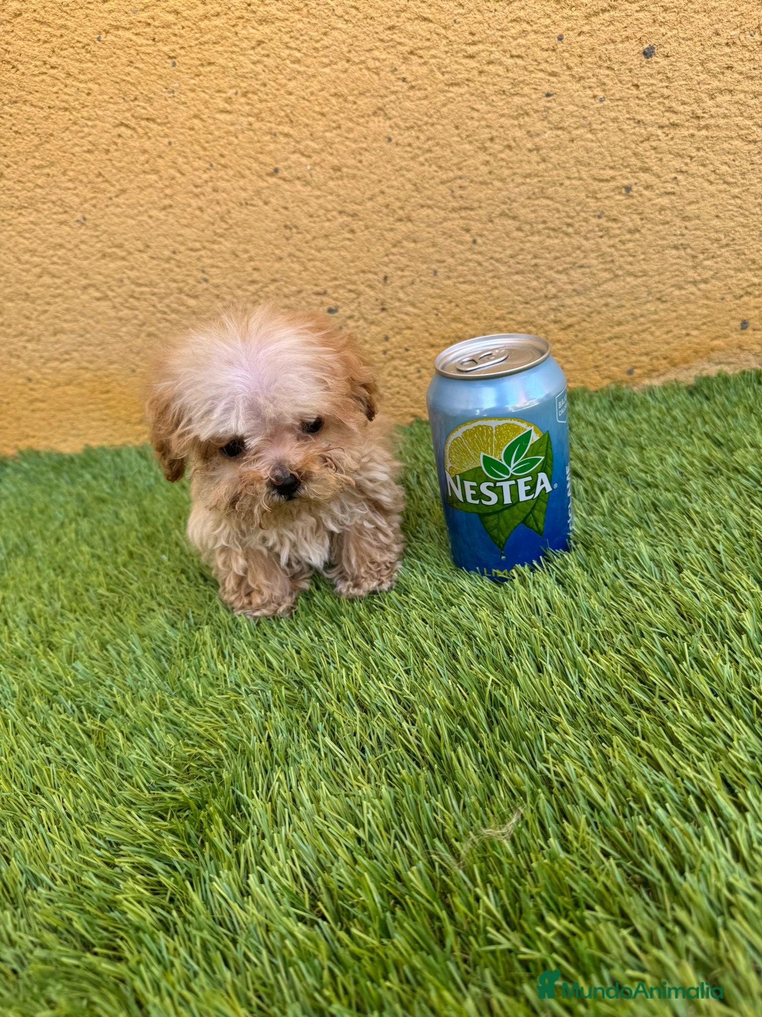 Caniche Enano perros Caniche enano - Anuncio 5