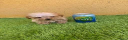 Caniche Enano perros en venta: Caniche enano - Anuncio 1