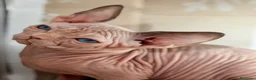Sphynx gatos en venta: Sphynx calidad  - Anuncio 11