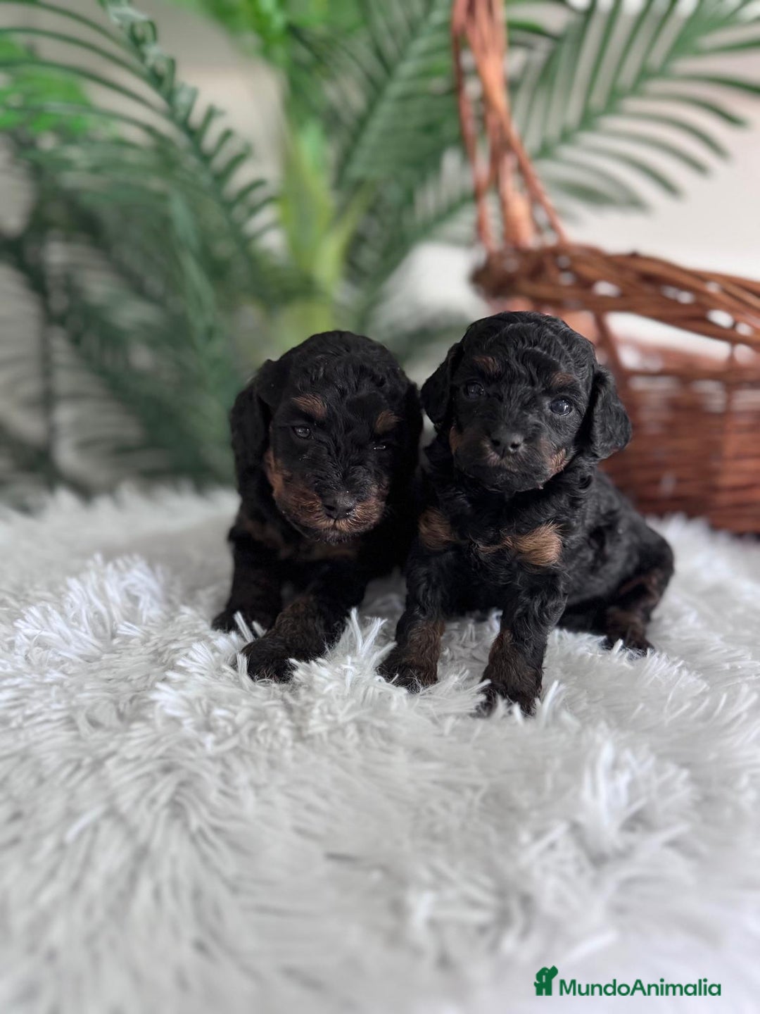 Caniche Toy perros en venta: CANICHE TOY HEMBRA - Imagen 12