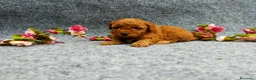 Caniche Toy perros en venta: PRECIOSOS CANICHE  ROJO LINEA TOY - Anuncio 20