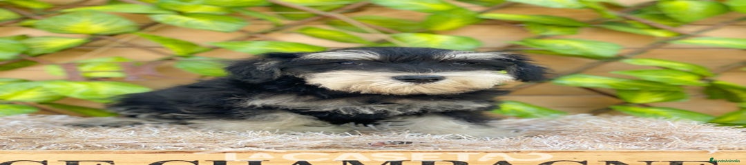 Schnauzer Miniatura Cachorro 6771