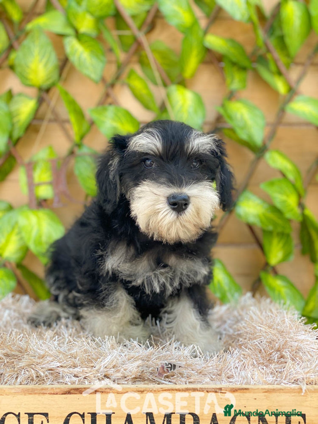 Schnauzer Miniatura perros en venta: Camada de Argenta  - Imagen 1