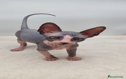 Sphynx gatos en venta: Machito bicolor  - Anuncio 5