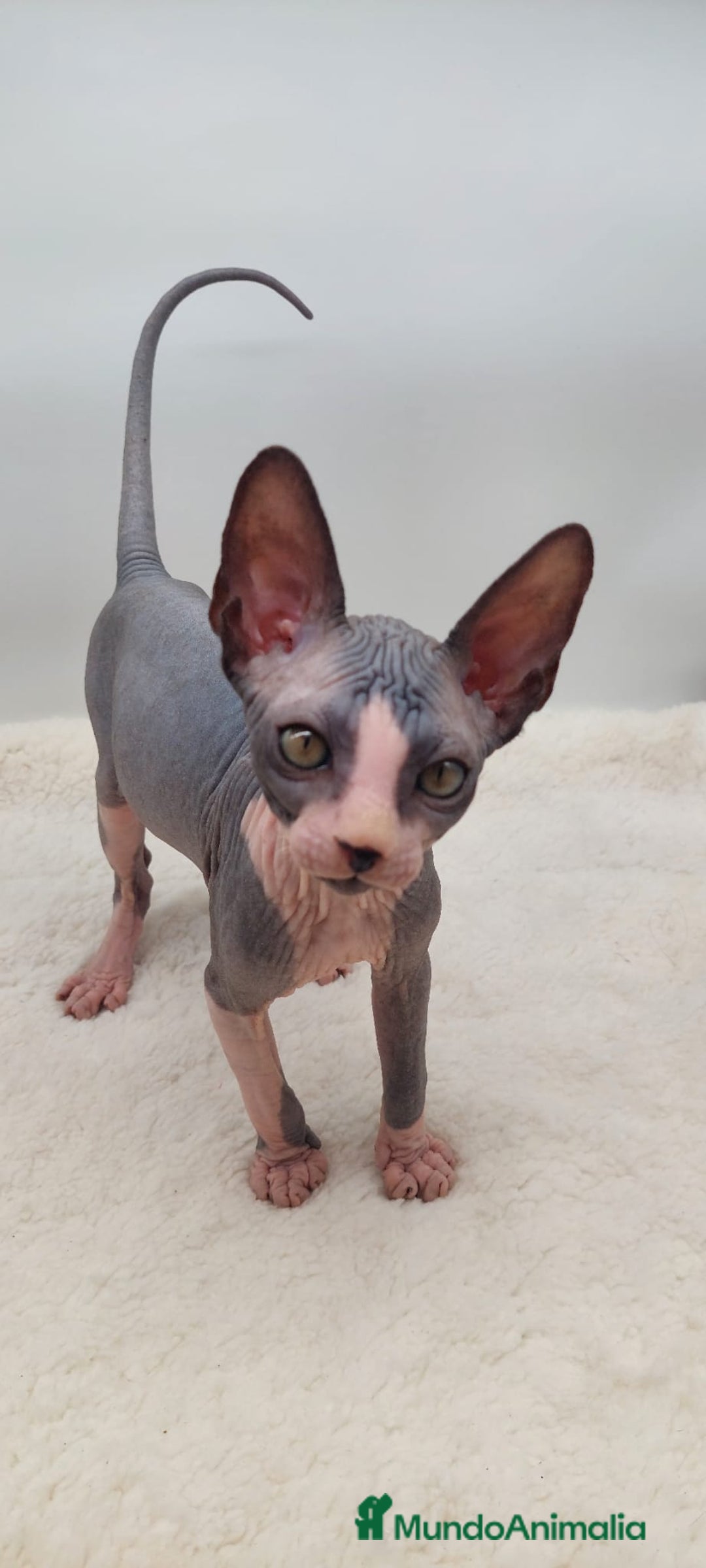 Sphynx gatos en venta: Machito bicolor  - Anuncio 5