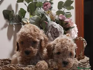 Caniche Toy perros caniche apricot - Anuncio 28