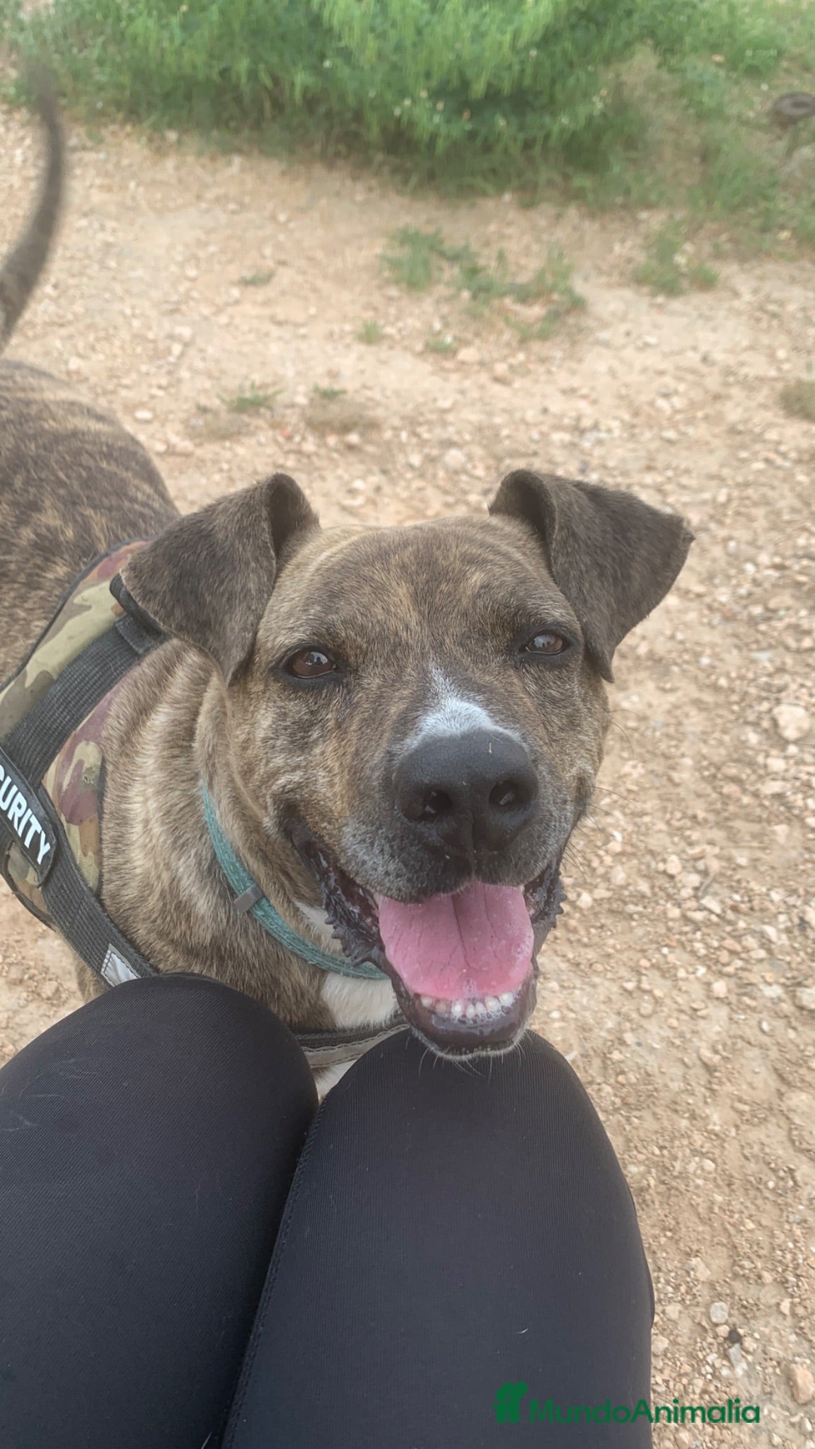 American Pit Bull Terrier perros TIGRE 🥰❤️ en Adopción  - Anuncio 3