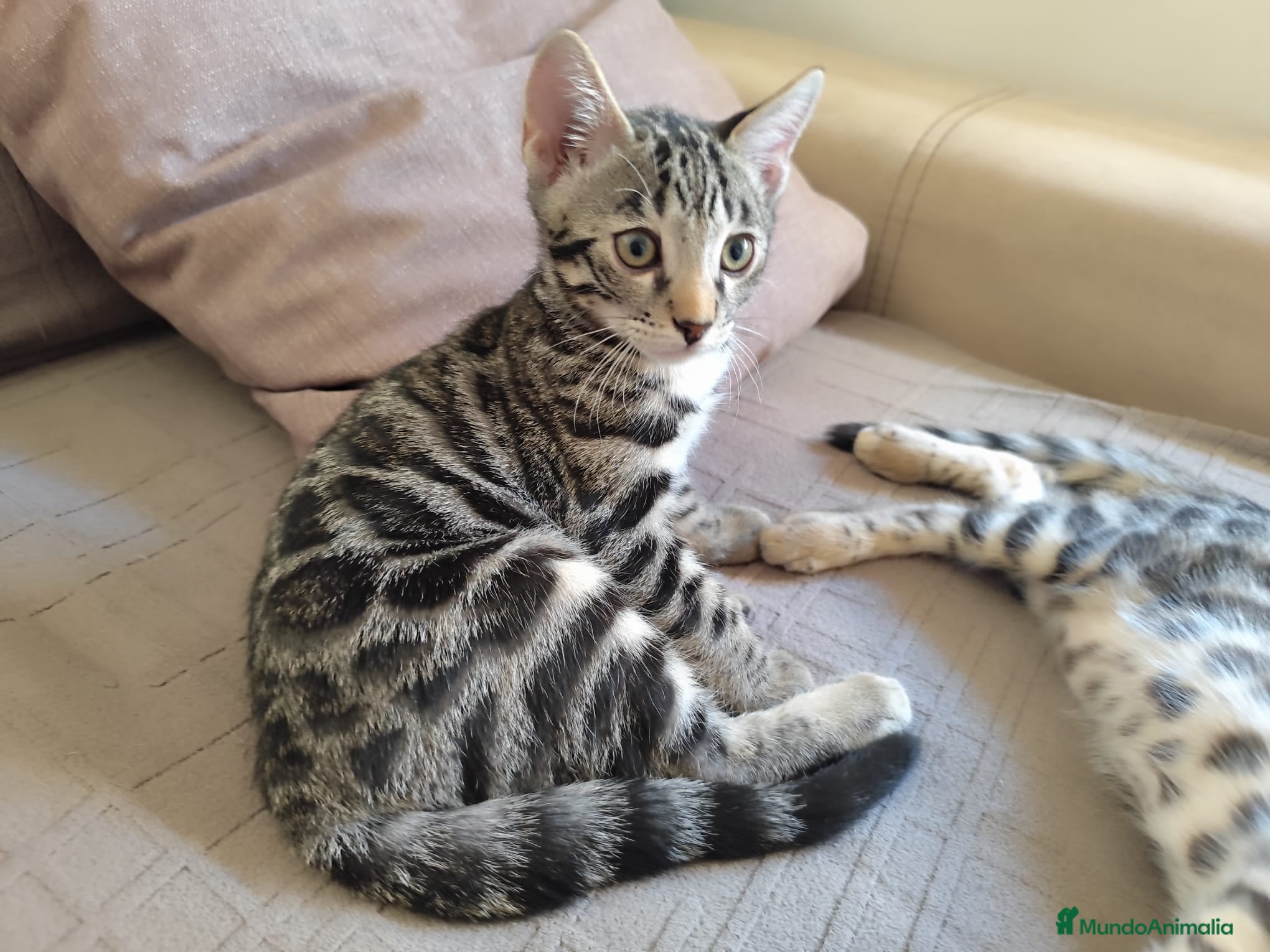 Bengalí gatos Preciosos gatitos bengali  - Anuncio 6