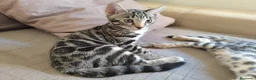 Bengalí gatos en venta: Preciosos gatitos bengali  - Anuncio 1
