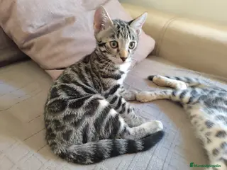 Bengalí gatos Preciosos gatitos bengali - Anuncio 7
