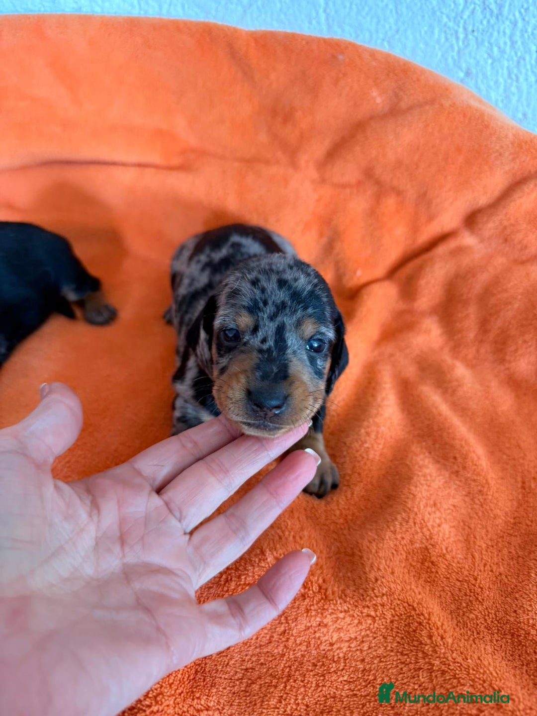 Teckel Miniatura perros en venta: Teckel miniatura  - Anuncio 3