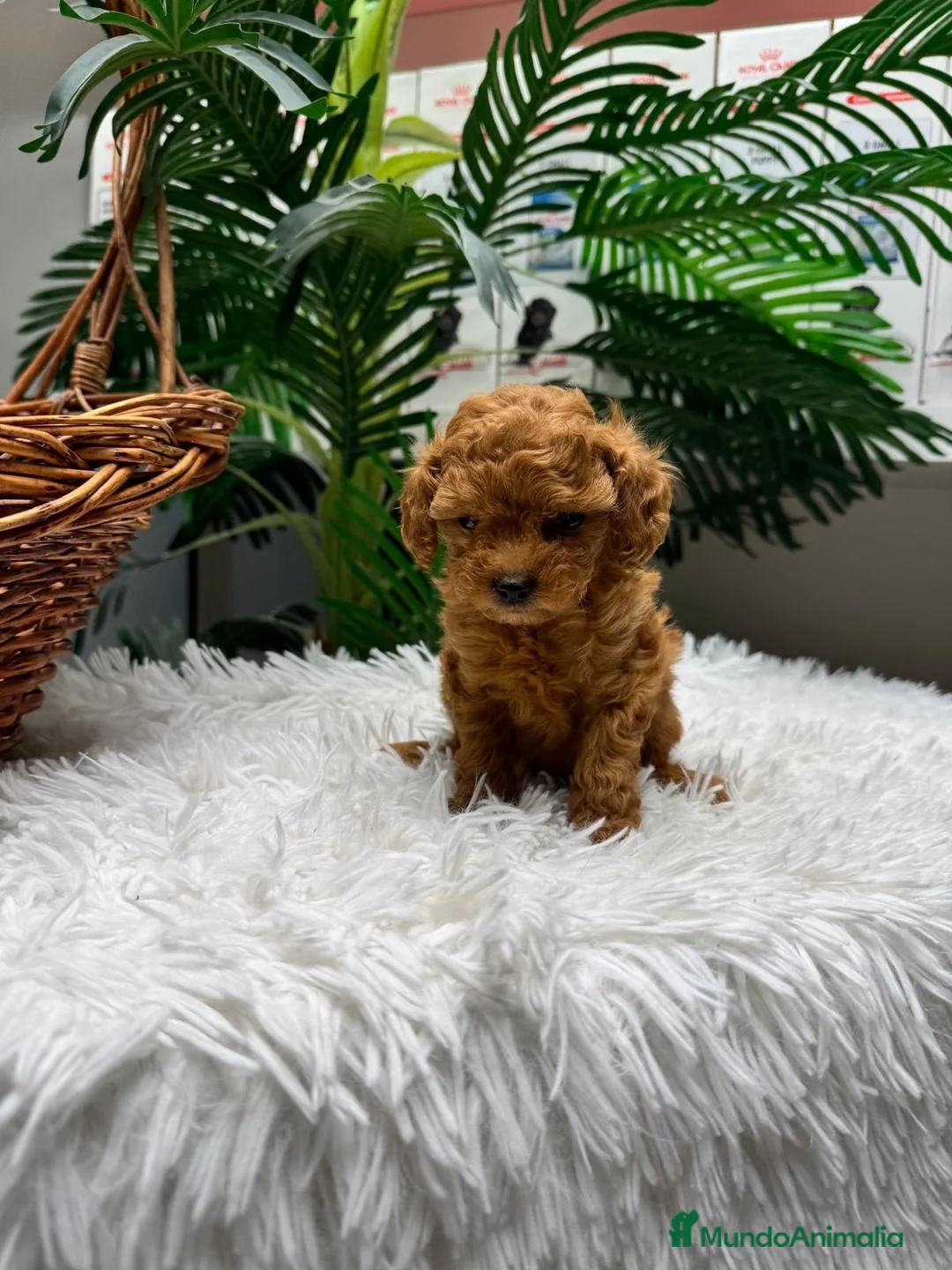 Caniche Toy perros en venta: CANICHE TOY-MUY PEQUEÑITO - Anuncio 1