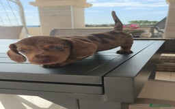 Teckel Miniatura perros en venta: Teckel mini exóticos, arlequín, pielbad, chocolate - Imagen 2