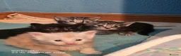 Bosque de Noruega gatos en venta: Bosques de Noruega  - Anuncio 30