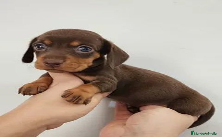 Teckel Miniatura perros - Anuncio 3
