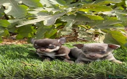 Chihuahua perros en venta: CHIHUAHUAS MINI DISPONIBLES - Imagen 1