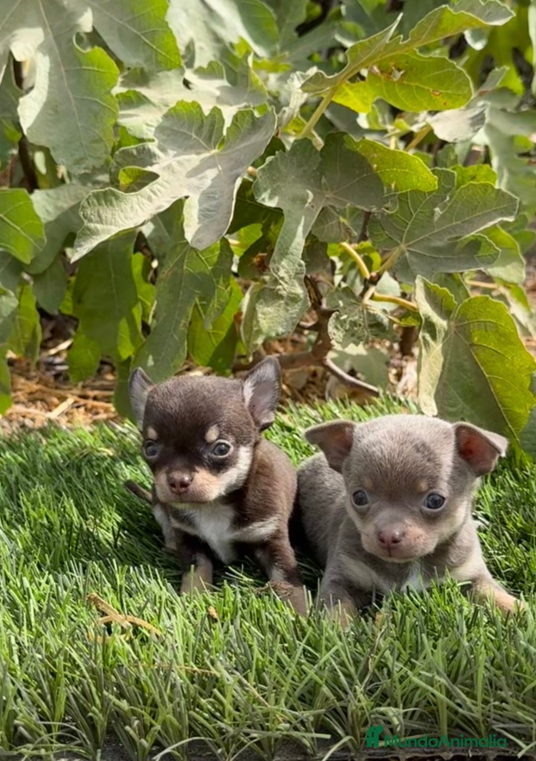 Chihuahua perros en venta: CHIHUAHUAS MINI DISPONIBLES - Imagen 1