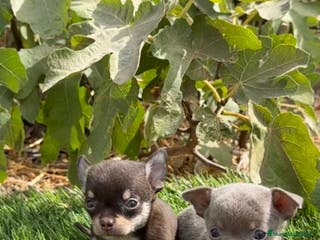 Chihuahua perros CHIHUAHUAS MINI DISPONIBLES - Anuncio 21