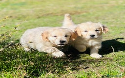 Golden Retriever perros en venta: Golden Retriever  - Imagen 1