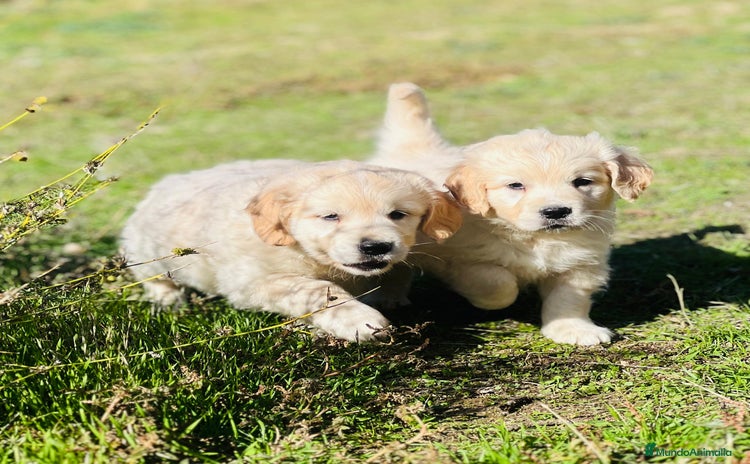 Golden Retriever perros - Anuncio 5