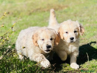 Golden Retriever perros - Anuncio 7