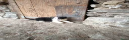 Border Collie perros en venta: Cachorros border collie varios colores! - Anuncio 7