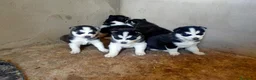 Husky Siberiano perros en venta: husky siberiano  - Anuncio 1